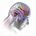 Accès par pathologie